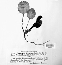 Pucciniastrum pyrolae image